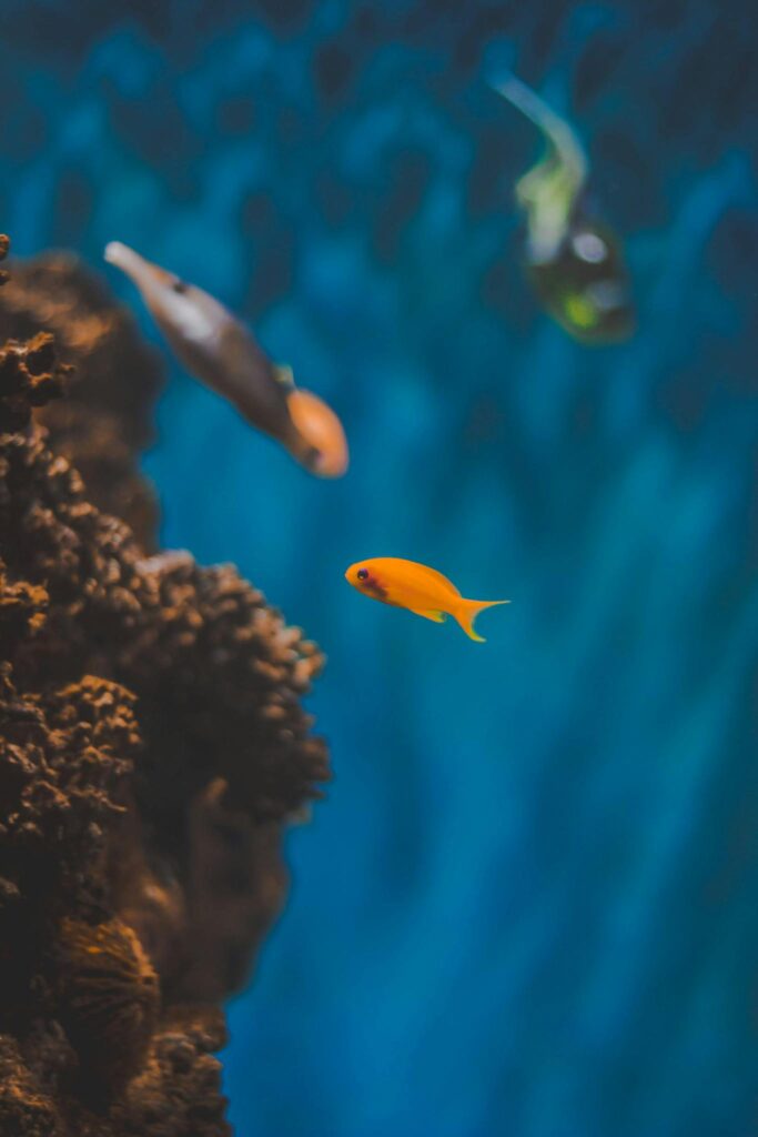 A colorful fish swimming gracefully around a vivid coral reef in clear blue waters.