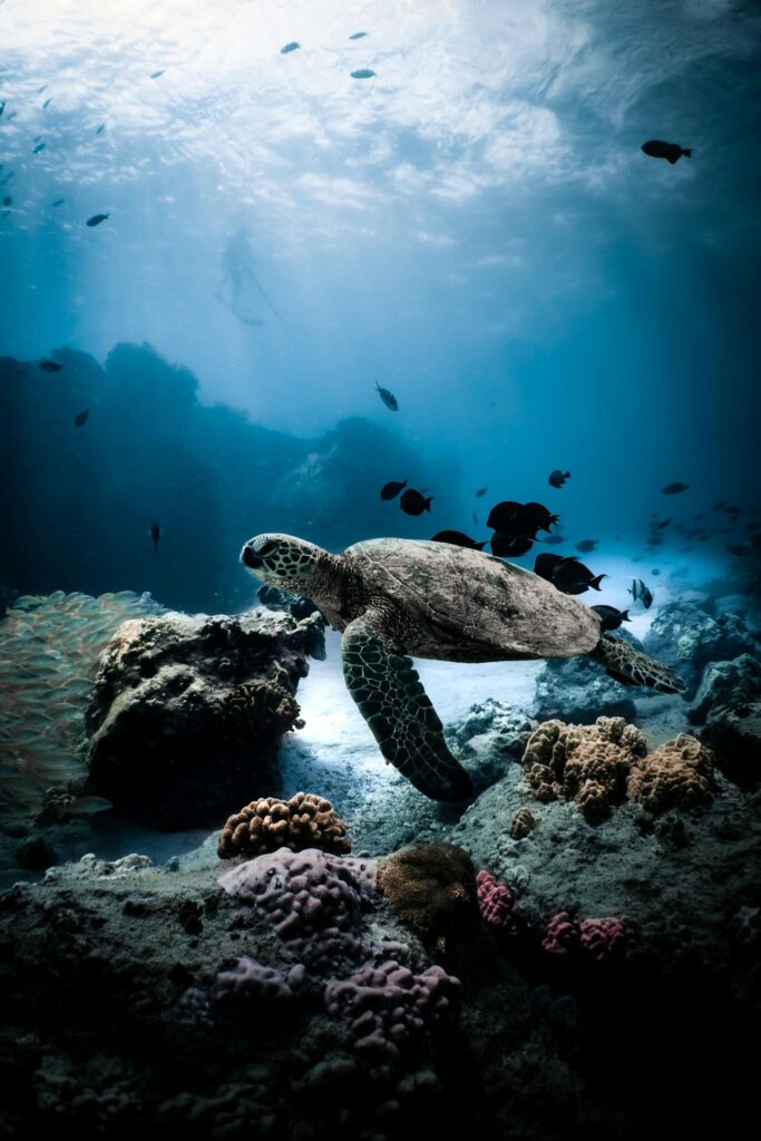 A sea turtle gracefully swimming over a vibrant coral reef in the ocean.