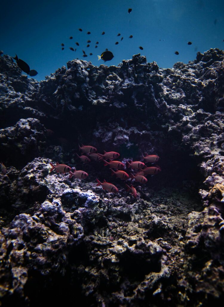 Underwater scene featuring vibrant coral reef and colorful fish in Hawaii's ocean.