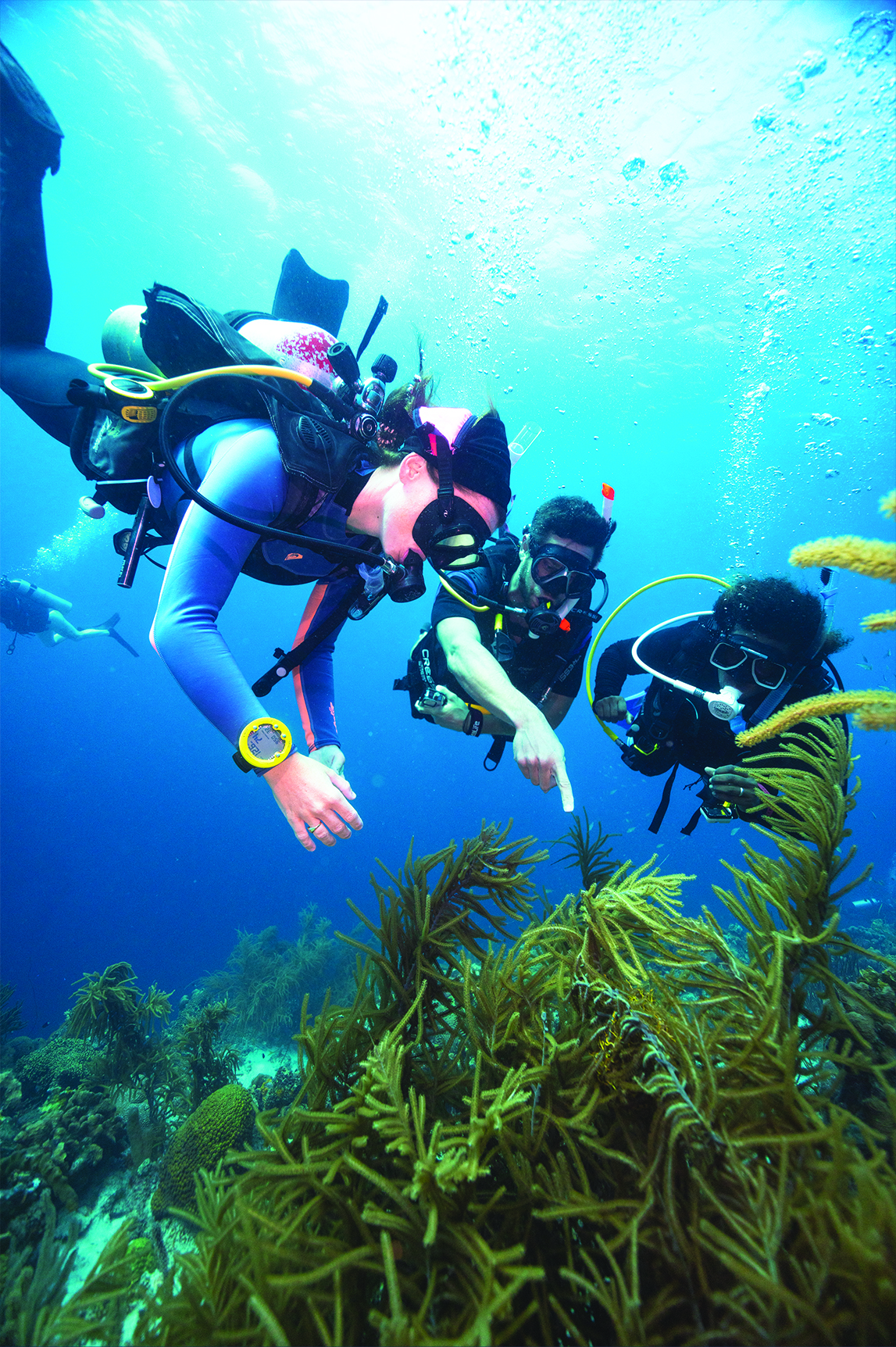 PADI - AOWD-Kurs - Infos & Kurseinschreibung